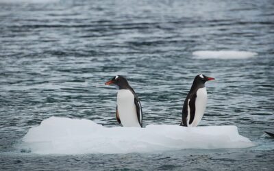 Las polaridades internas