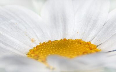 ¿QUÉ ES LA TERAPIA GESTALT?